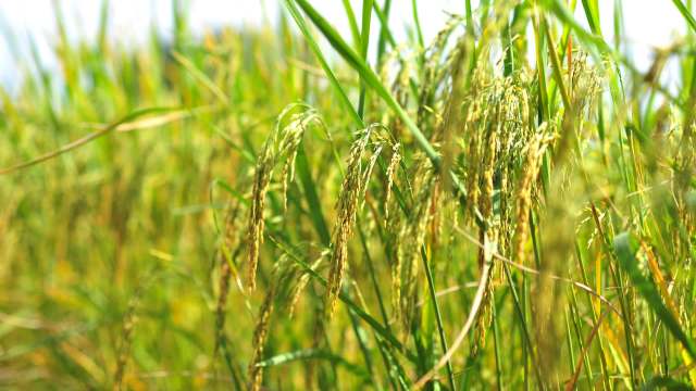 Close-up of ripening rice plants with golden grains surrounded by green stalks in a sunny field.