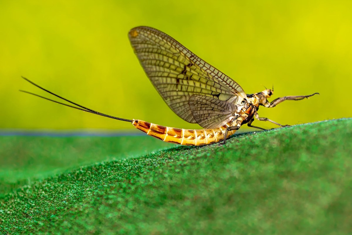 A mayfly.