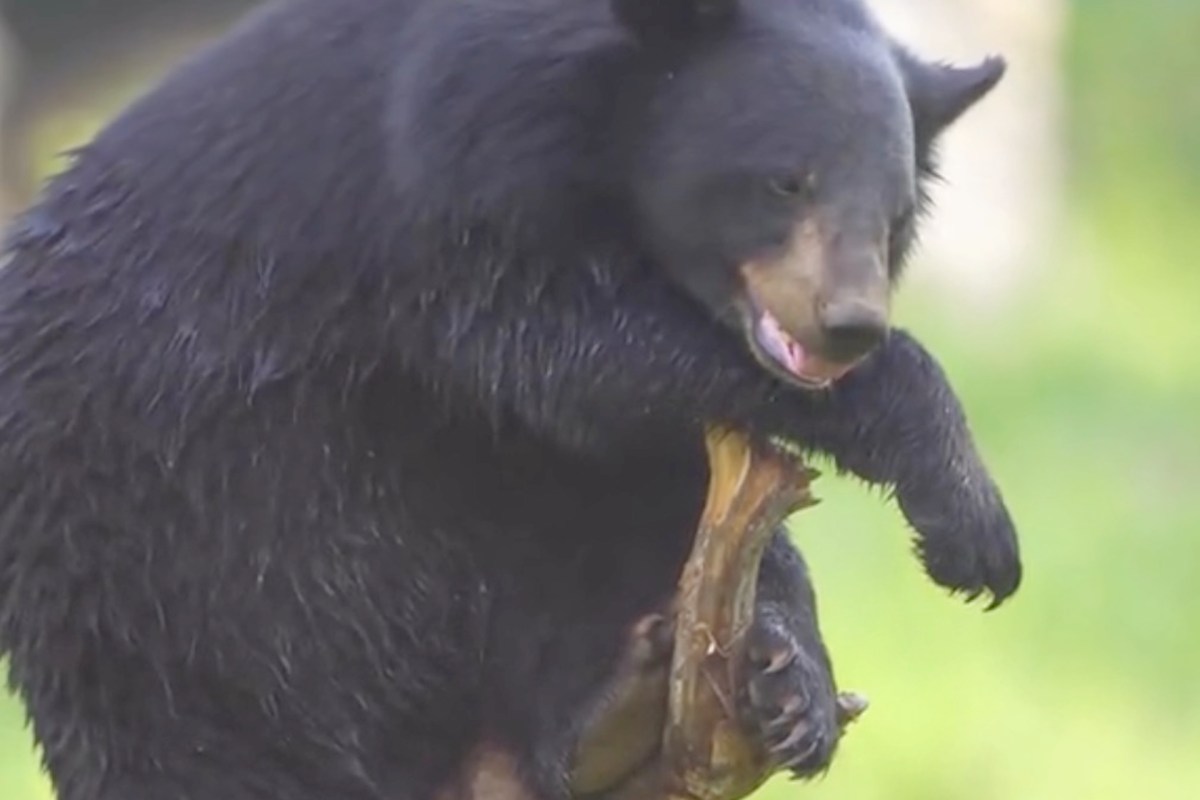 A black moon bear holds a large piece of bone in its mouth while standing on its hind legs.