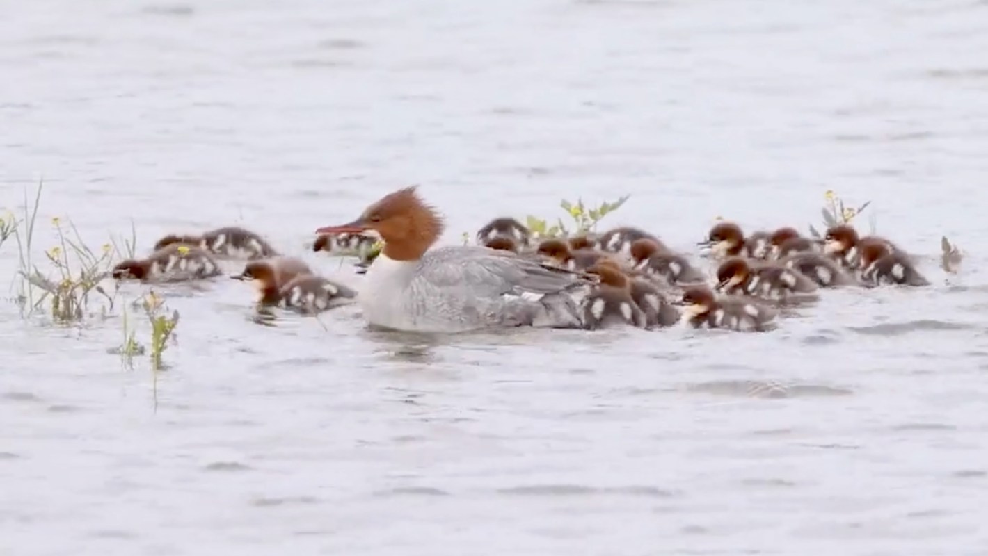 A mother merganser swims through the water with a group of ducklings following closely behind.