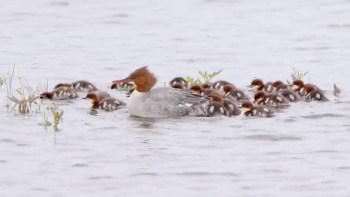 A mother merganser swims through the water with a group of ducklings following closely behind.