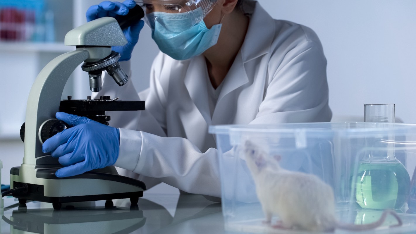 A scientist in a lab coat examines a sample under a microscope beside a white rat in a clear container.