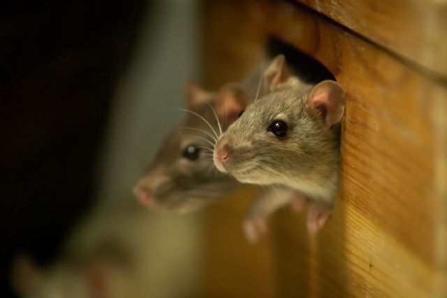 Two mice peek out from a wooden box.