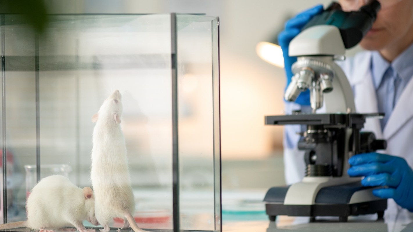 A researcher examines a microscope while two white rats are enclosed in a glass container.