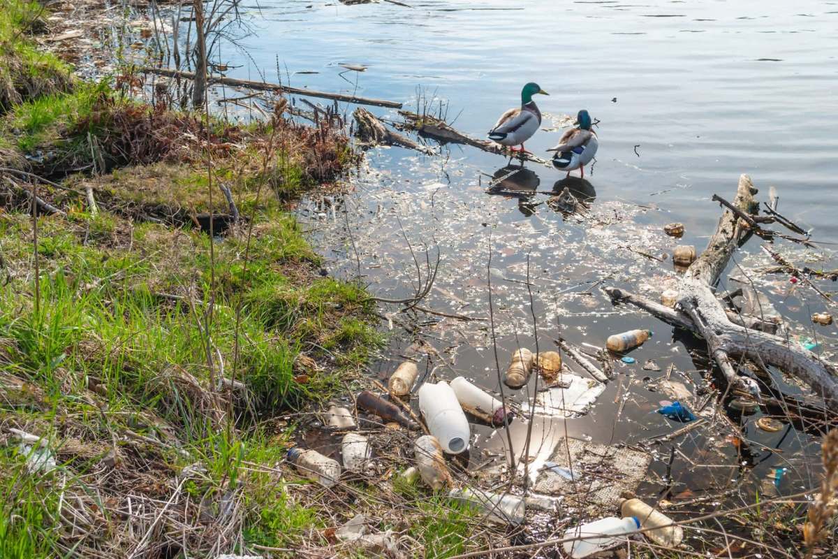 Two ducks stand on a muddy bank next to a polluted waterway filled with garbage and debris.
