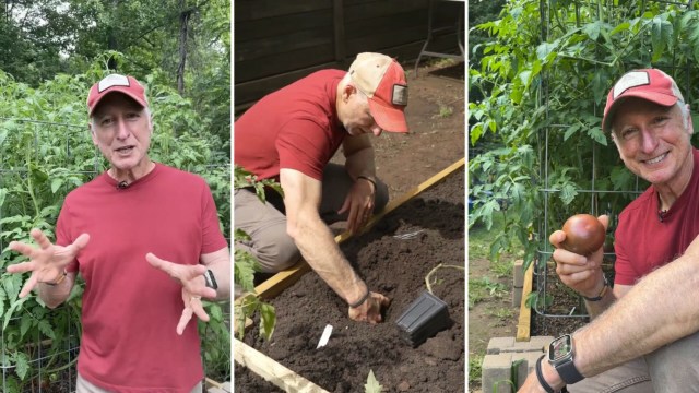 A man talks about tomato plants.