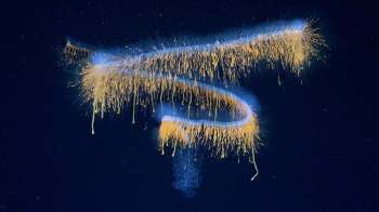 A glowing, spiral-shaped jellyfish with trailing tentacles against a dark background.