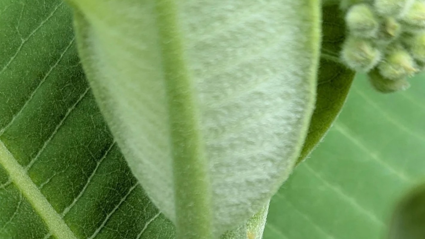 Close-up view of green leaves showcasing their textured surfaces and veins.