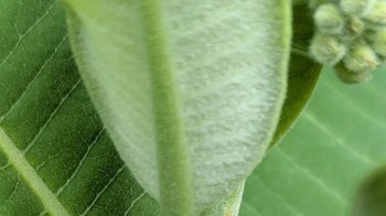 Close-up view of green leaves showcasing their textured surfaces and veins.