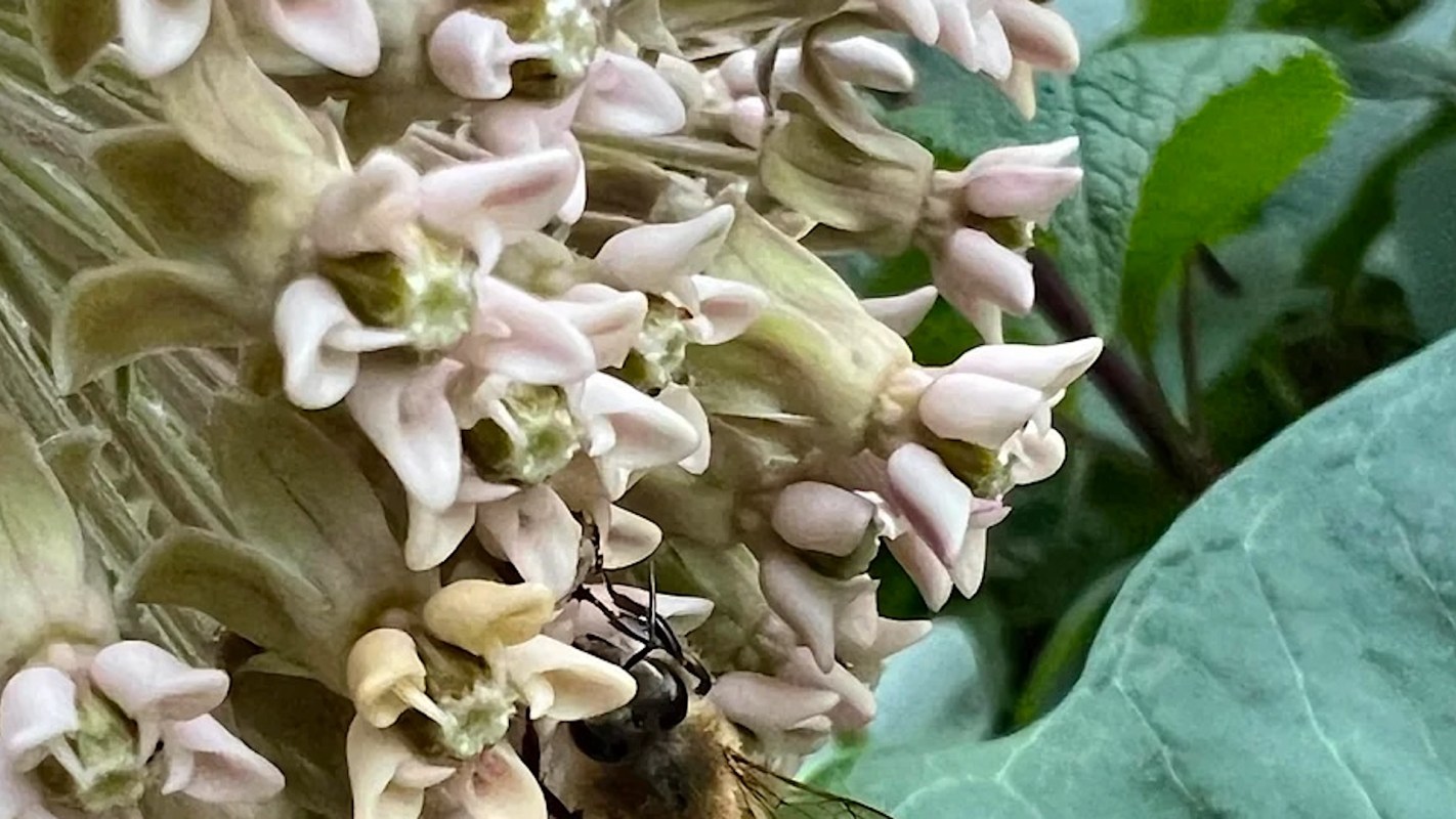 A close-up of pale pink flowers with a bee gathering nectar among the blossoms.