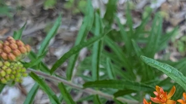 A close-up of vibrant orange flowers surrounded by green foliage and unripe seed pods.