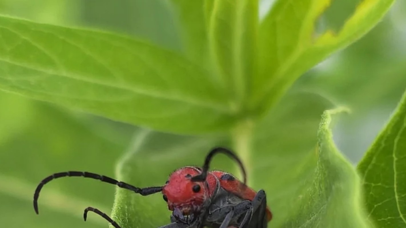 A close-up of a red and black beetle resting on a green leaf.