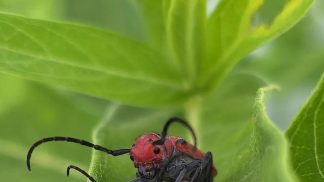 A close-up of a red and black beetle resting on a green leaf.