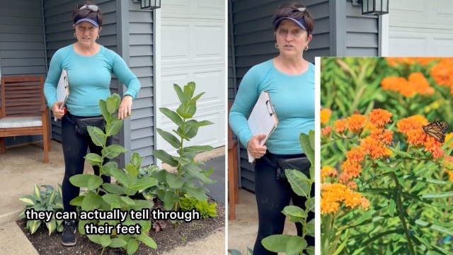A gardener stands beside a milkweed plant with a clipboard in hand.