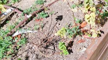 A patch of garden soil with wilted plants, green clovers, and a shadow of nearby foliage.