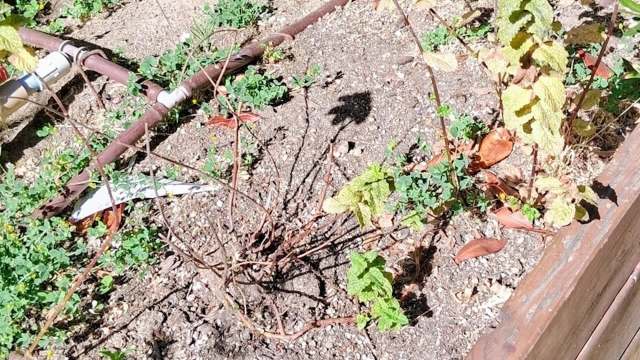 A patch of garden soil with wilted plants, green clovers, and a shadow of nearby foliage.