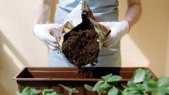 A person in gloves pours soil from a bag into a brown planter with green plants nearby.