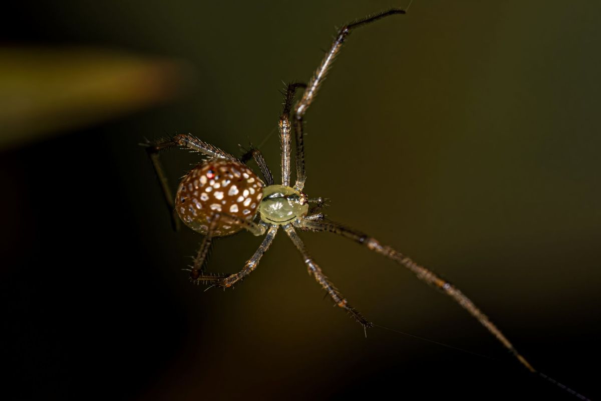 A close-up of a spider with a patterned abdomen, suspended by thin strands of silk against a dark background.