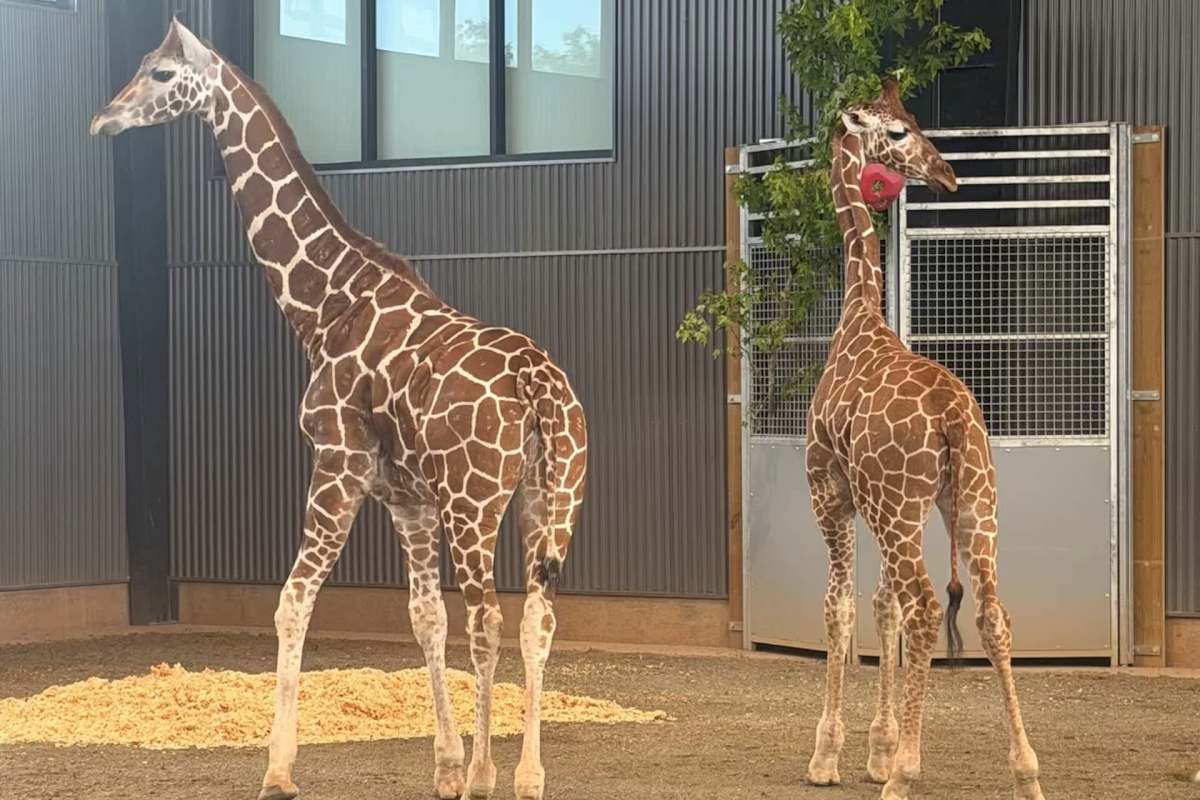 Two giraffes, one with a playful expression, stand in a zoo enclosure beside a metal fence and greenery.