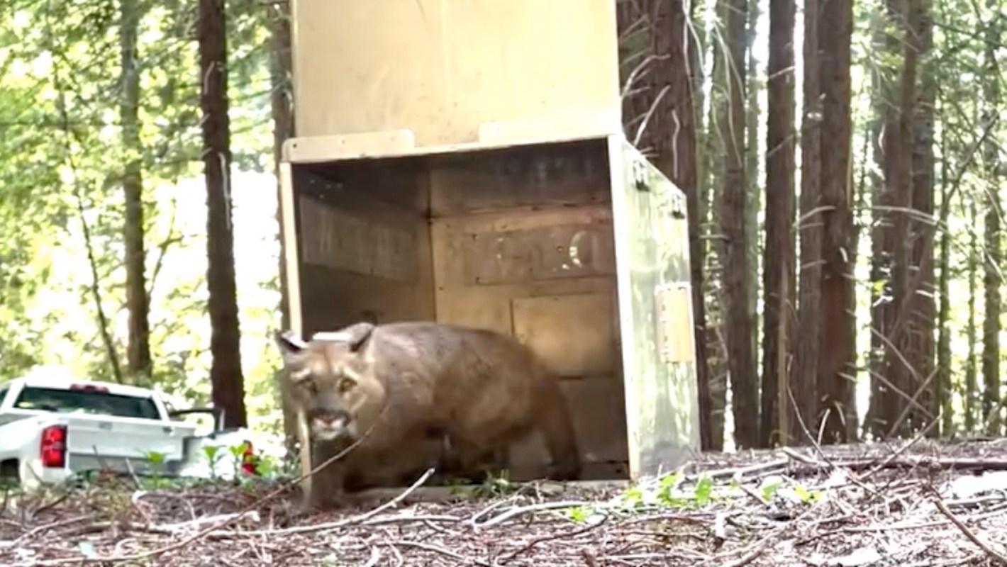 A mountain lion exits a transport cage in a forest, with a pickup truck visible nearby.