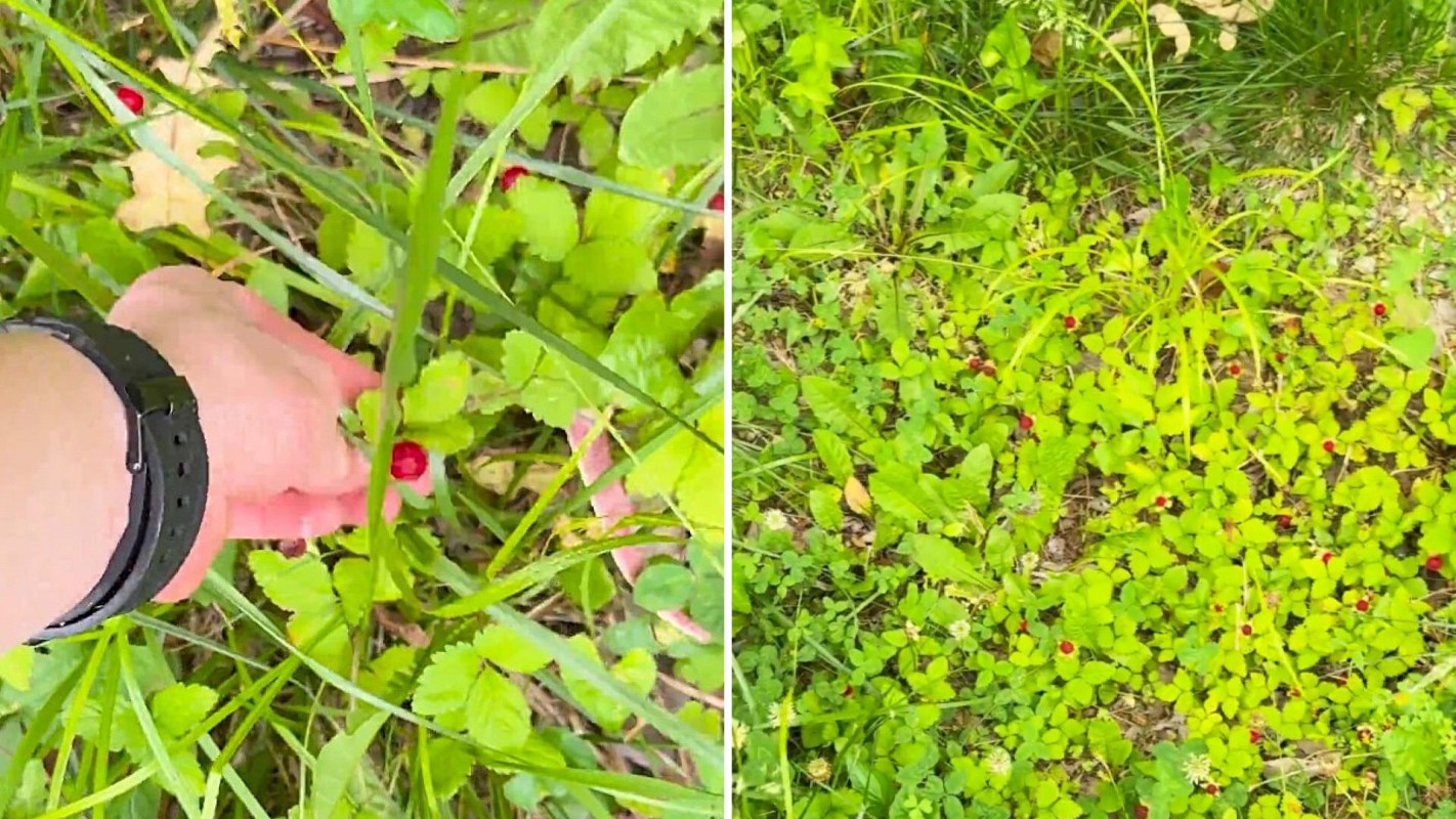 A hand is reaching for small red berries among green foliage in a grassy area.