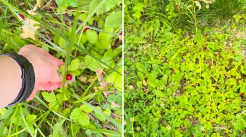 A hand is reaching for small red berries among green foliage in a grassy area.