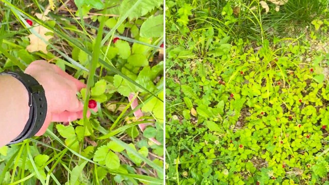 A hand is reaching for small red berries among green foliage in a grassy area.