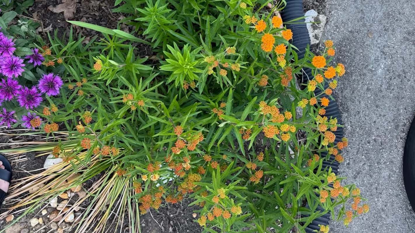 Close-up view of vibrant orange and purple flowers among lush green foliage in a garden setting.