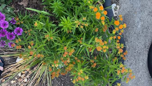 Close-up view of vibrant orange and purple flowers among lush green foliage in a garden setting.