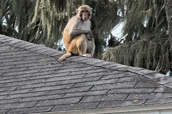 A monkey sits on the edge of a roof, surrounded by trees with Spanish moss hanging nearby.