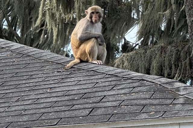 A monkey sits on the edge of a roof, surrounded by trees with Spanish moss hanging nearby.
