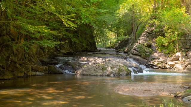 A serene creek flows through a sunlit forest.