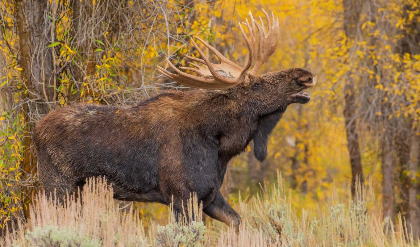 A moose calling out amid vibrant autumn foliage in a natural setting.