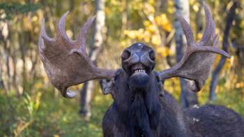 A close-up of a moose with large antlers, grinning in a forested area with autumn foliage.