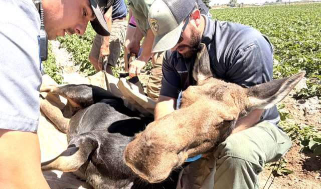 Rescuers assist a moose lying on a tarp in a field, while others prepare to lift it.