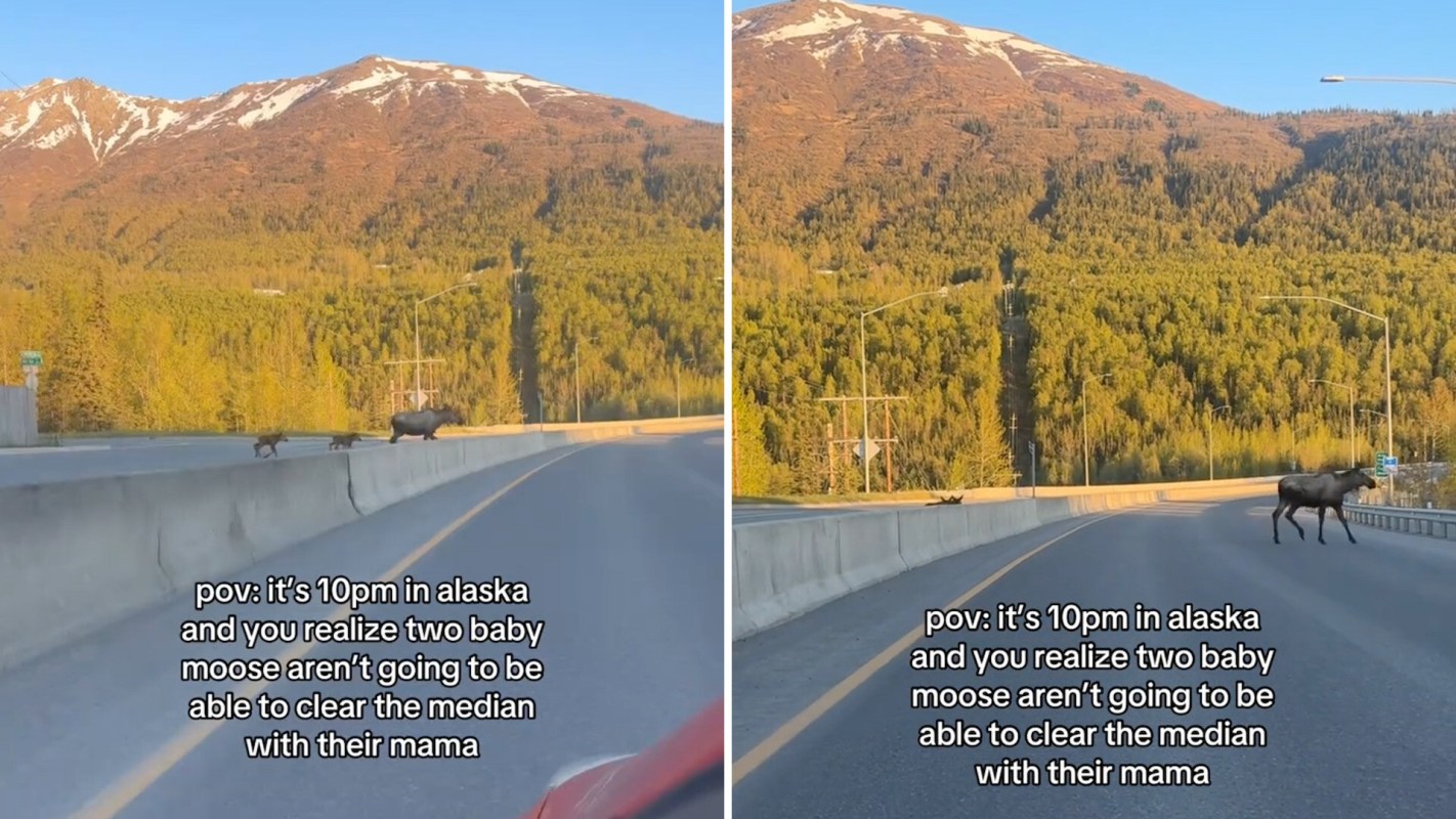 A mama moose and her two babies crossing a mountain road in Alaska.