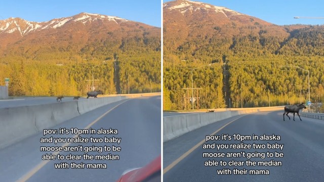 A mama moose and her two babies crossing a mountain road in Alaska.