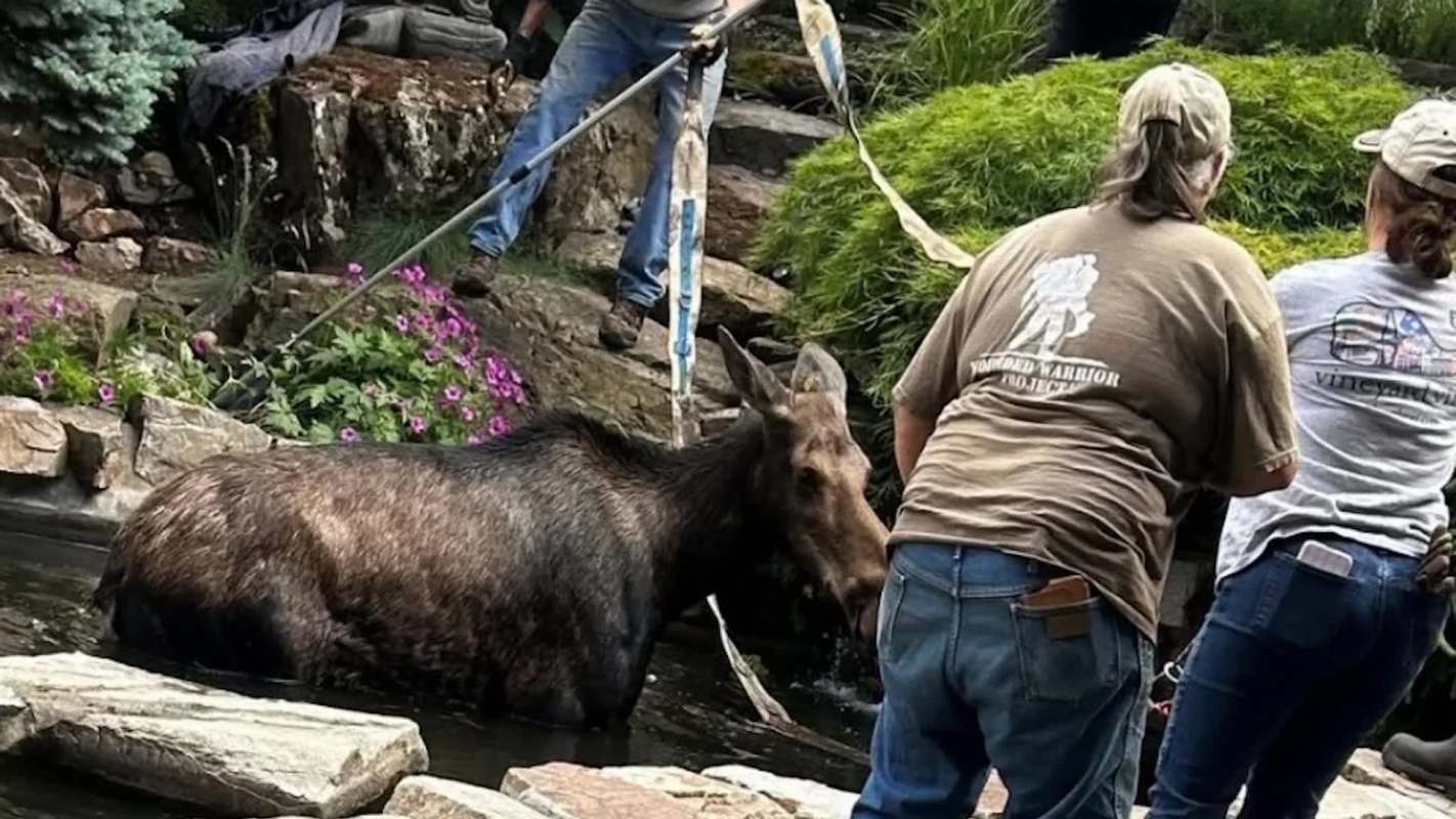A moose being rescued from a backyard pond.