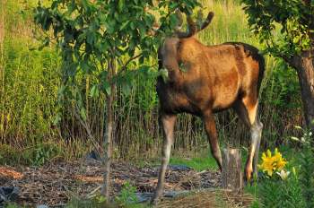 A moose standing beside trees and tall grass, partially obscured by foliage.