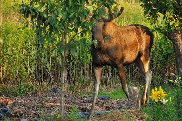 A moose standing beside trees and tall grass, partially obscured by foliage.