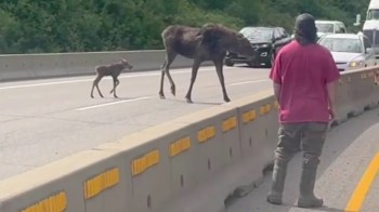 A person watches as a moose and its calf cross a busy highway surrounded by traffic.