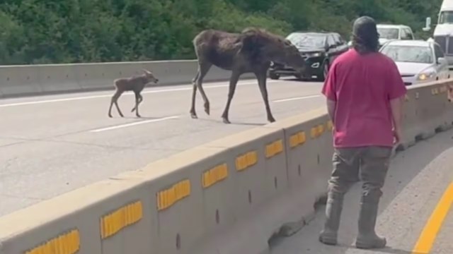 A person watches as a moose and its calf cross a busy highway surrounded by traffic.