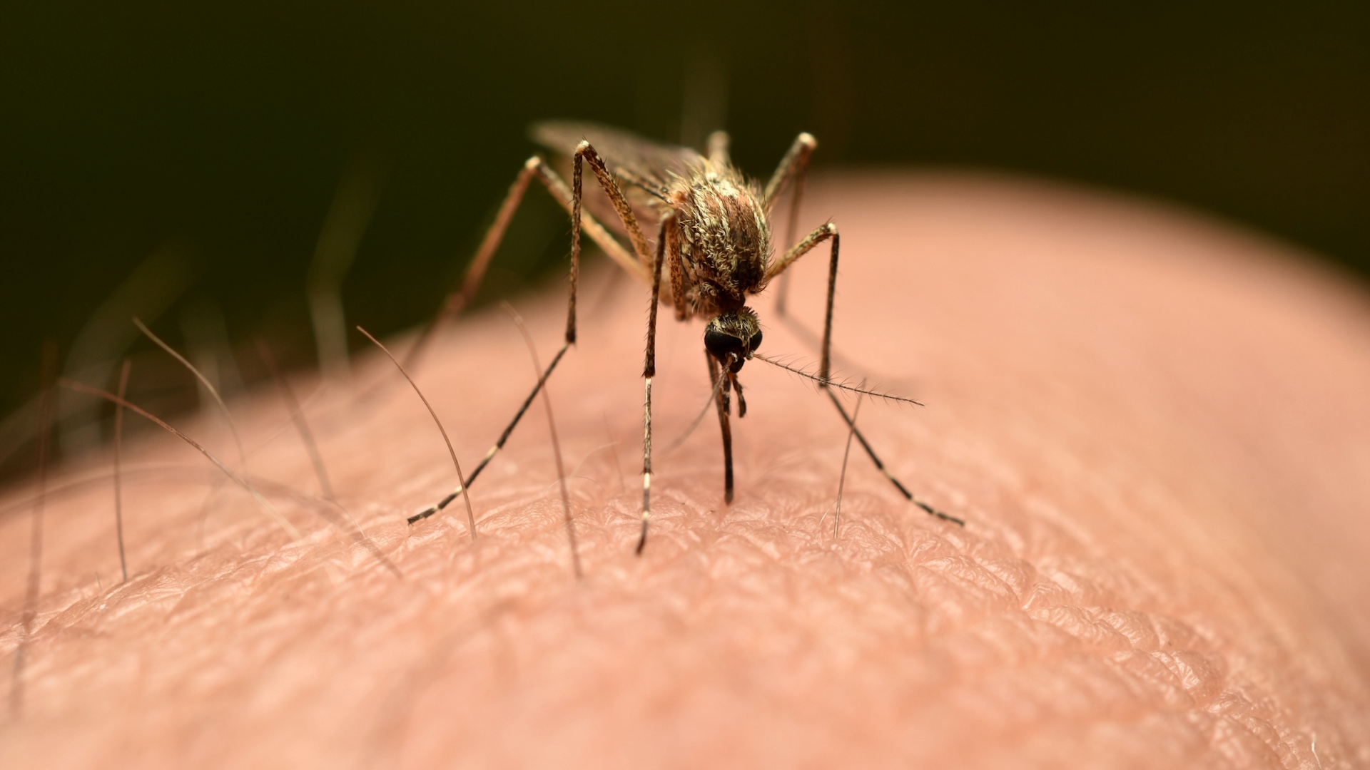 CDC adds new country to chikungunya warning list, marking the widest spread since 2005
