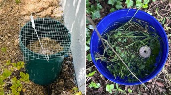 A green bucket with a wire grid next to a blue bucket with water and plant debris.