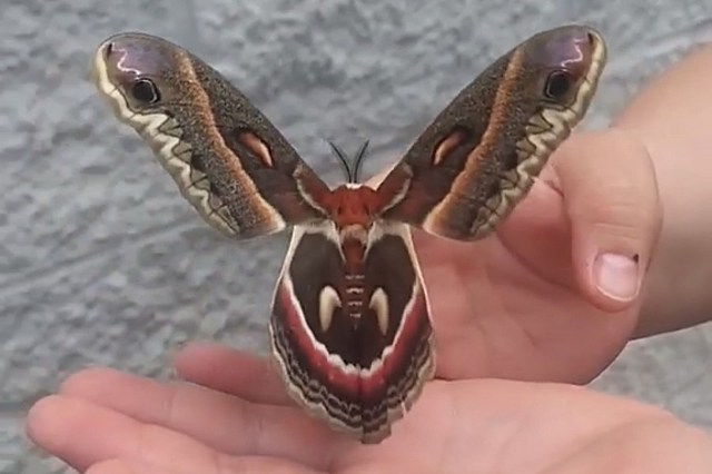 A person holding a large, colorful moth with intricate wing patterns in their hands.