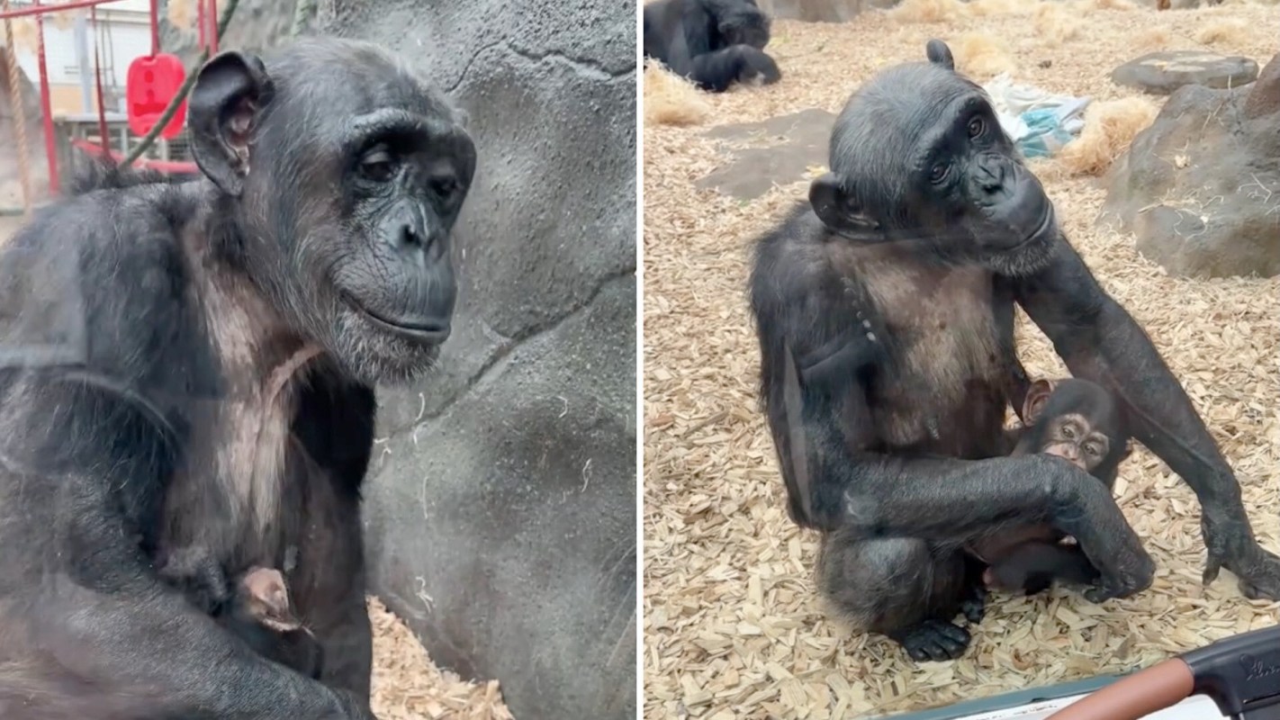 A mother chimpanzee sits with her baby on a bed of woodchips.