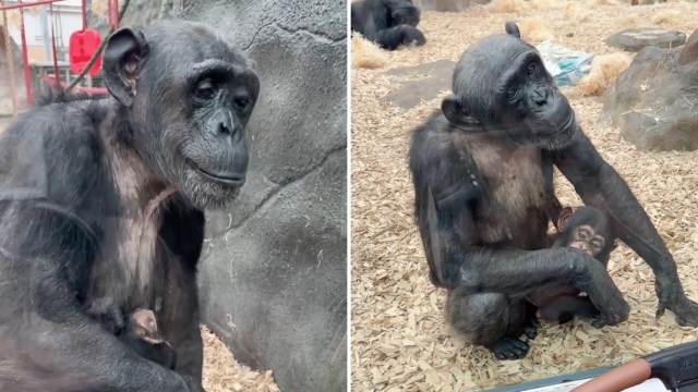 A mother chimpanzee sits with her baby on a bed of woodchips.