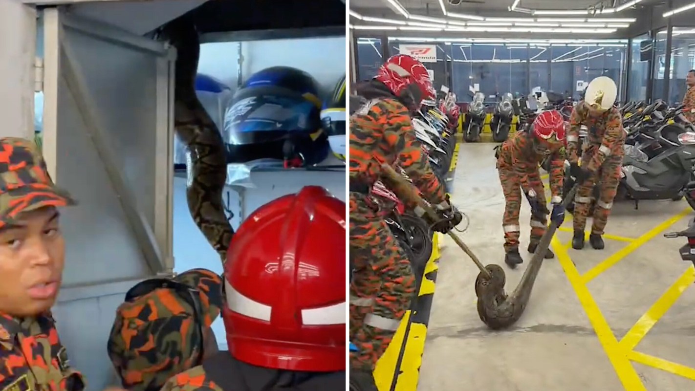 Firefighters in camouflage uniforms handle a large snake inside a motorcycle storage area.