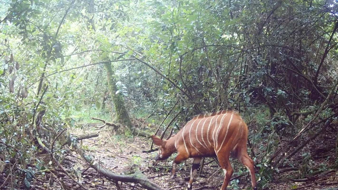 An antelope, also known as a mountain bongo, stands amid dense foliage in a lush, green forest environment.