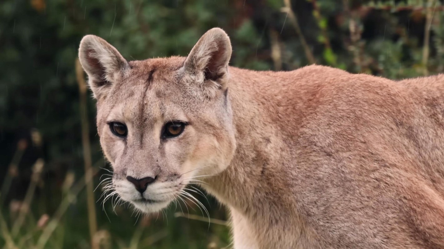 A close-up of a puma with a focused expression, surrounded by blurred green foliage.